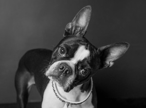 Fundraising Page: Lola Pickett